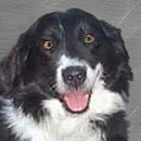 Cookie was adopted in 2004